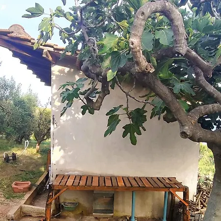 Tatil Evi 3 Olive Trees -retreat House