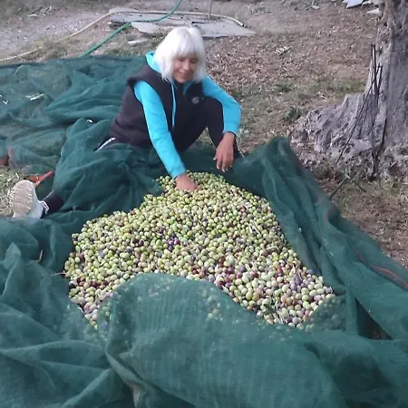 3 Olive Trees - Sithonia