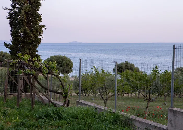 3 Olive Trees - Sithonia Ormília