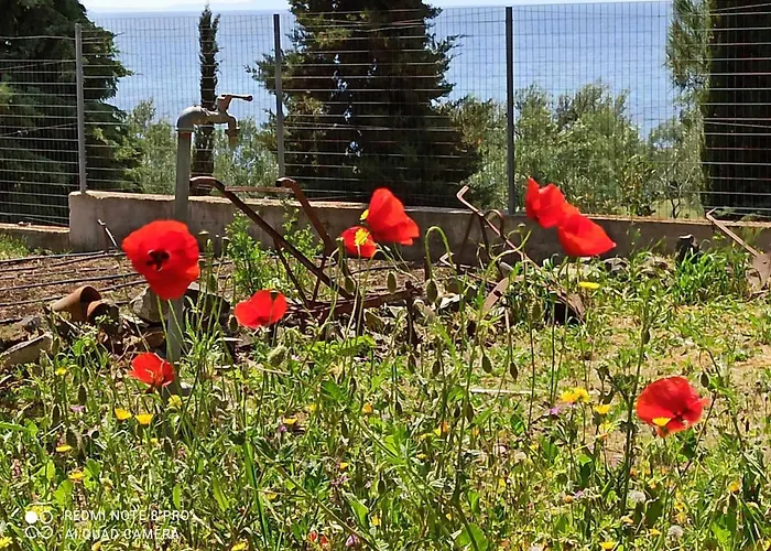 Casa vacanze 3 Olive Trees - Sithonia *
