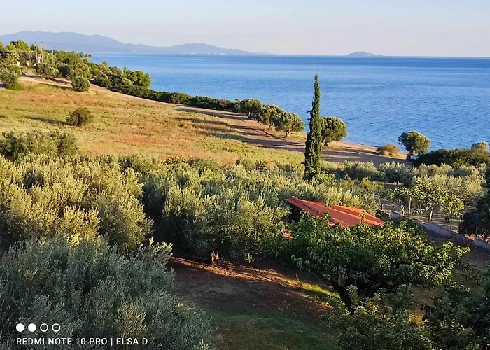 3 Olive Trees - Sithonia