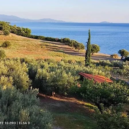 3 Olive Trees - Sithonia