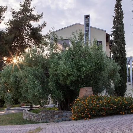 3 Olive Trees - Sithonia *