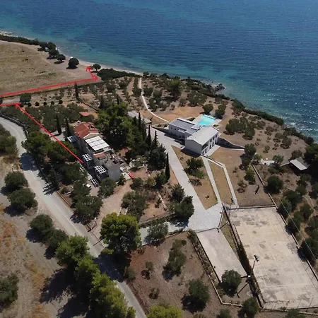 3 Olive Trees - Sithonia *