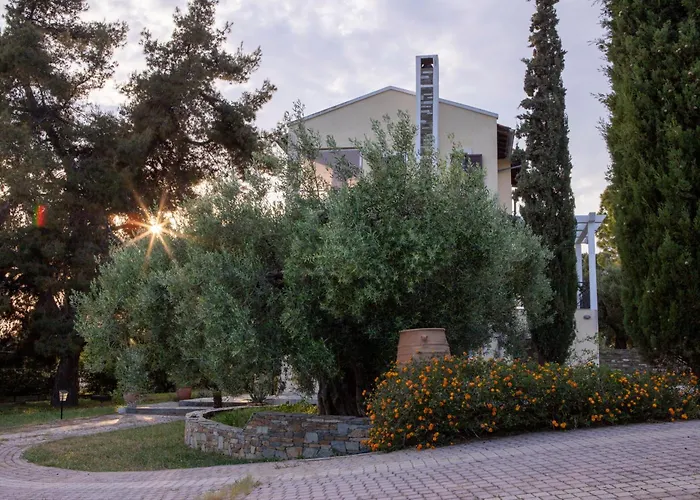 3 Olive Trees - Sithonia *